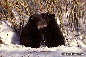 Black bear cubs snuggling