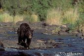 Bear standing on rocks in the middle of a river
