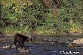 Black bear walking across a shallow river