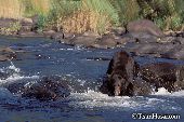 Black bear in a river