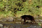 Black bear walking in a shallow river