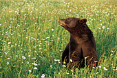 Cinnamon bear in a spring meadow