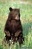 Cinnamon black bear sitting up in a meadow