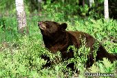 Cinnamon black bear sniffing the air (spring)