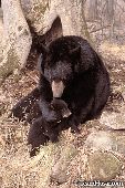 Black bear mother nuzzling her 10 week-old cub