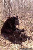 Black bear mom & her 10 week-old cubs 