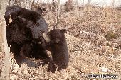 10 week-old bear cub playing with its mother