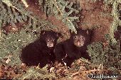 Twin black bear cubs in their den