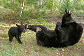Black bear mother playing with her cub