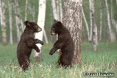 Twin bear cubs standing up on their hind legs
