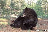 Black bear mother nursing her cubs in a clearing