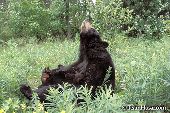 Content black bear nursing her cubs in a meadow