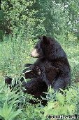 Black bear nursing her cubs in a meadow