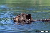 Cinnamon phase bear swimming across a river