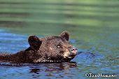 Cinnamon phase bear swimming across a river