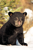 Bear cub in snow