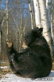Bear cub playing in the snow (late autumn)