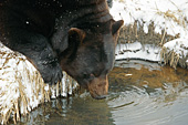 Large male bear (brown phase) drinking water