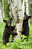 Twin cubs standing up against a birch tree