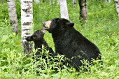 Mother and cub nuzzling (spring)