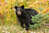 Black bear surrounded by autumn foliage