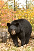 Black bear surrounded by autumn foliage