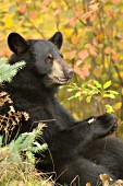 Black bear eating berries (autumn)