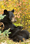 Black bear eating berries (autumn)