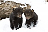 Pair of cubs in snow (early spring)