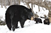 Mother & cubs in snow (early spring)