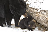 Mother & cubs in snow (early spring)
