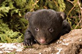 Yound cub climbing on a log
