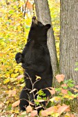 Black scratching its back against a tree (autumn)