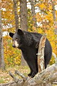 Black bear on a fallen log (autumn)