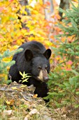 Black bear in autumn foliage