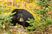 Black bear in autumn foliage