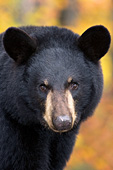 Black bear portrait (autumn)