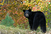 Black bear looking over its shoulder (autumn)