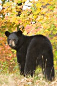 Black bear looking over its shoulder (autumn)