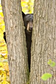 Bear peeking between two trees (autumn)