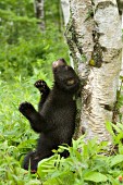Bear cub scratching its back up against a birch tree