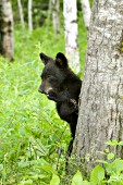 Bear cub peeking out from behind a tree