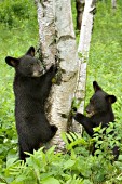 Twin cubs playing around the base of a birch tree