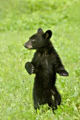 Bear cub standing on its hind legs