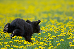 Bear Feet