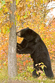 Black bear investigating a tree (autumn)