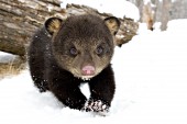 Small cub exploring in spring snow