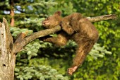 Brown cub hanging precariously from a branch