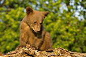 Brown cub on a log