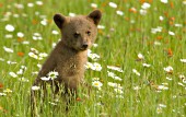 Brown cub standing in a meadow of wildflowers